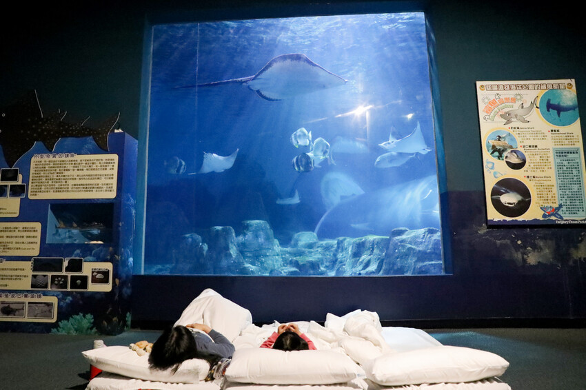花蓮遠雄海洋公園親親海洋夜未眠 近距離與海豚海獅親近,夜探水族館,與魚共眠超好玩親子行程推薦! - 奇奇一起玩樂趣