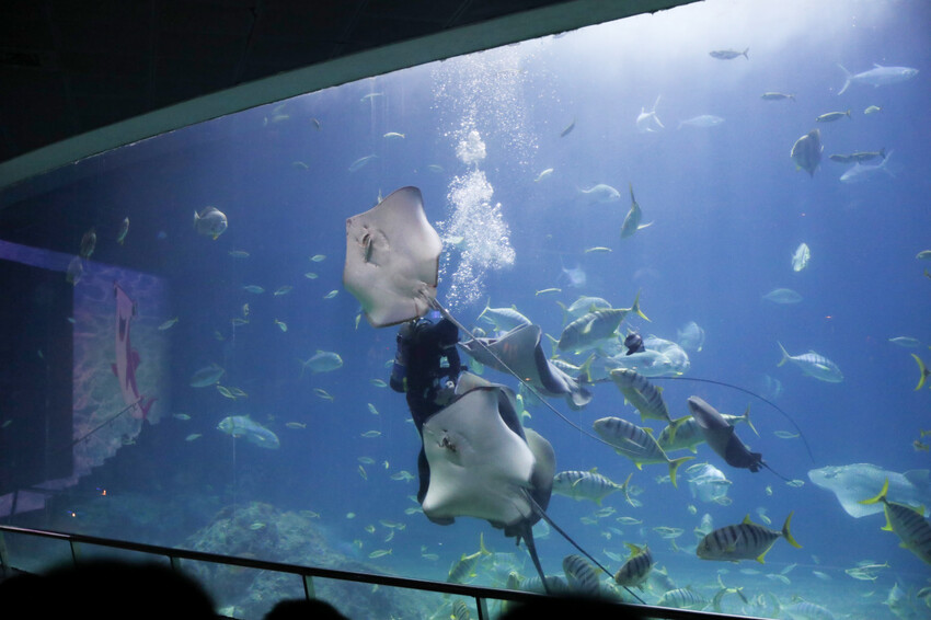 屏東親子旅遊推薦! 夜宿海生館 與魚兒共眠 住宿屏東海生館,後場飼育體驗+夜間探索+潮間帶生態觀察 - 奇奇一起玩樂趣