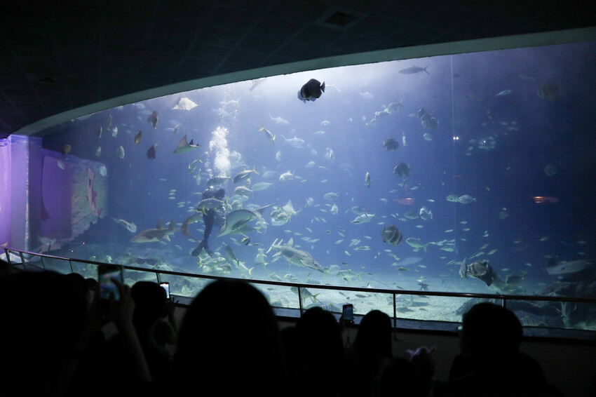 屏東親子旅遊推薦! 夜宿海生館 與魚兒共眠 住宿屏東海生館,後場飼育體驗+夜間探索+潮間帶生態觀察 - 奇奇一起玩樂趣
