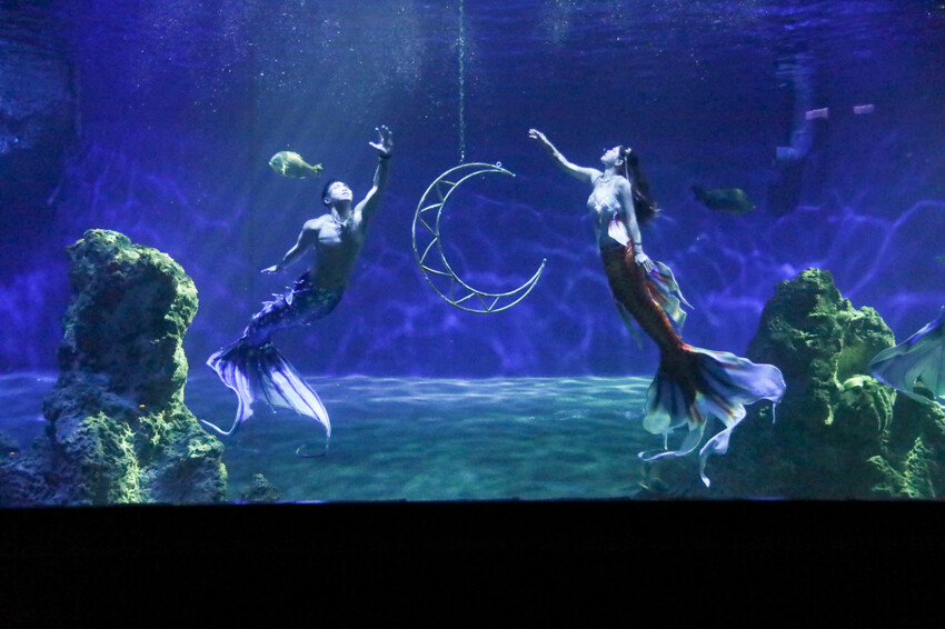 花蓮遠雄海洋公園親親海洋夜未眠 近距離與海豚海獅親近,夜探水族館,與魚共眠超好玩親子行程推薦! - 奇奇一起玩樂趣