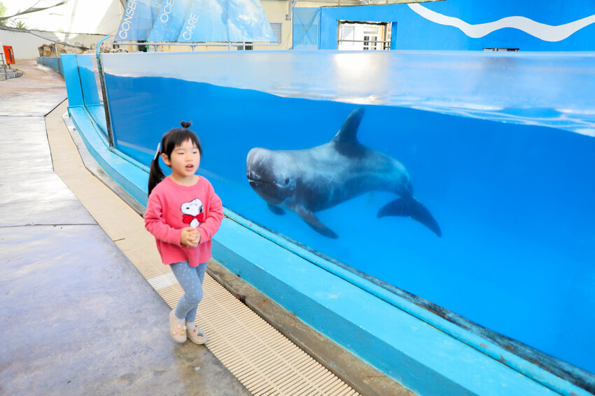花蓮遠雄海洋公園親親海洋夜未眠 近距離與海豚海獅親近,夜探水族館,與魚共眠超好玩親子行程推薦! - 奇奇一起玩樂趣