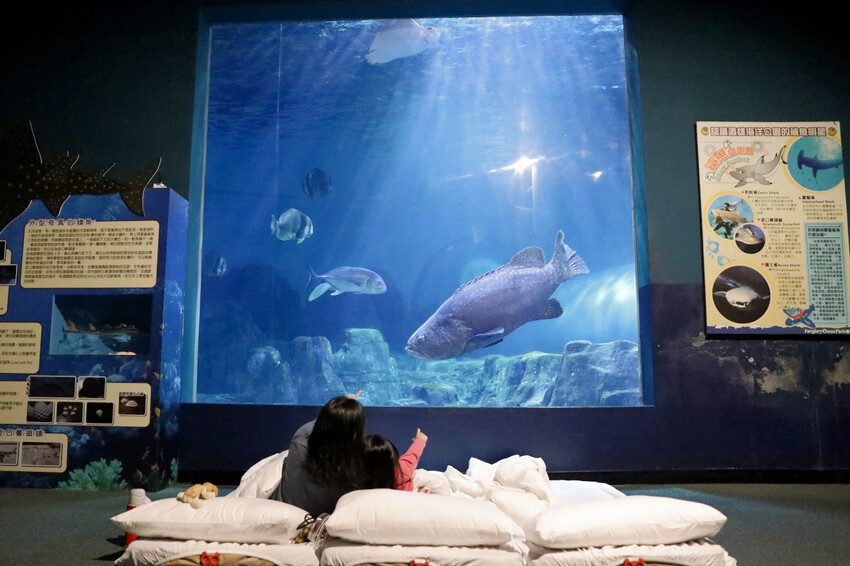 花蓮遠雄海洋公園親親海洋夜未眠 近距離與海豚海獅親近,夜探水族館,與魚共眠超好玩親子行程推薦! - 奇奇一起玩樂趣