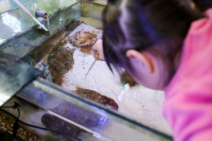 花蓮遠雄海洋公園親親海洋夜未眠 近距離與海豚海獅親近,夜探水族館,與魚共眠超好玩親子行程推薦! - 奇奇一起玩樂趣