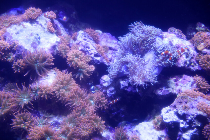 屏東親子旅遊推薦! 夜宿海生館 與魚兒共眠 住宿屏東海生館,後場飼育體驗+夜間探索+潮間帶生態觀察 - 奇奇一起玩樂趣