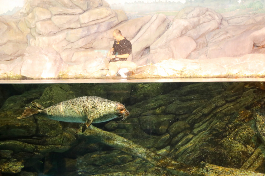 屏東親子旅遊推薦! 夜宿海生館 與魚兒共眠 住宿屏東海生館,後場飼育體驗+夜間探索+潮間帶生態觀察 - 奇奇一起玩樂趣