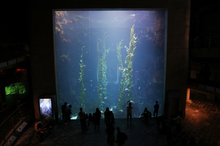 屏東親子旅遊推薦! 夜宿海生館 與魚兒共眠 住宿屏東海生館,後場飼育體驗+夜間探索+潮間帶生態觀察 - 奇奇一起玩樂趣