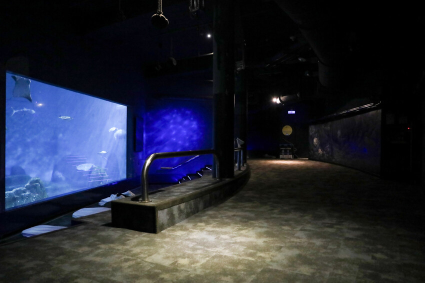花蓮遠雄海洋公園親親海洋夜未眠 近距離與海豚海獅親近,夜探水族館,與魚共眠超好玩親子行程推薦! - 奇奇一起玩樂趣