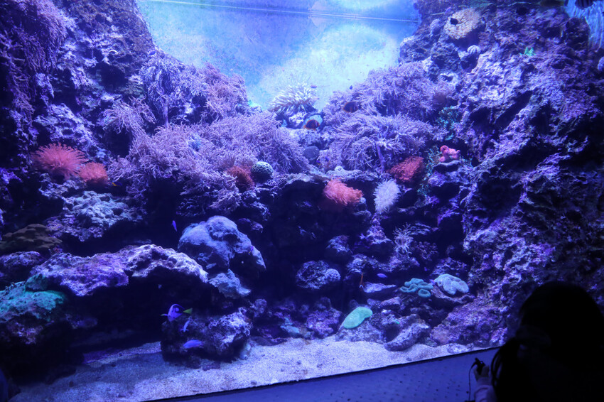 花蓮遠雄海洋公園親親海洋夜未眠 近距離與海豚海獅親近,夜探水族館,與魚共眠超好玩親子行程推薦! - 奇奇一起玩樂趣