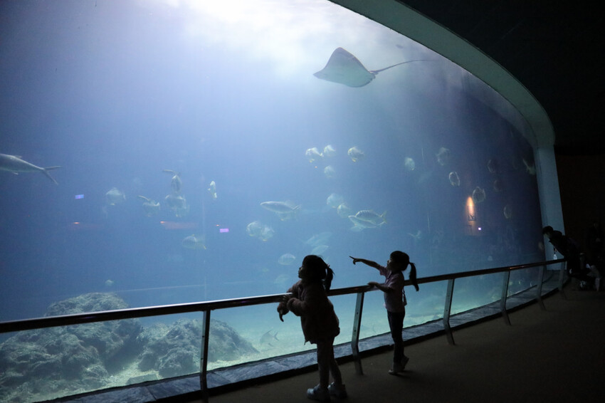 屏東親子旅遊推薦! 夜宿海生館 與魚兒共眠 住宿屏東海生館,後場飼育體驗+夜間探索+潮間帶生態觀察 - 奇奇一起玩樂趣