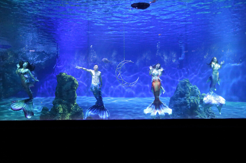 花蓮遠雄海洋公園親親海洋夜未眠 近距離與海豚海獅親近,夜探水族館,與魚共眠超好玩親子行程推薦! - 奇奇一起玩樂趣