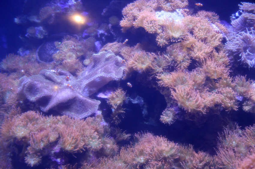 屏東親子旅遊推薦! 夜宿海生館 與魚兒共眠 住宿屏東海生館,後場飼育體驗+夜間探索+潮間帶生態觀察 - 奇奇一起玩樂趣