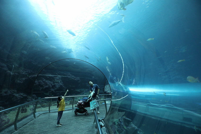 屏東親子旅遊推薦! 夜宿海生館 與魚兒共眠 住宿屏東海生館,後場飼育體驗+夜間探索+潮間帶生態觀察 - 奇奇一起玩樂趣