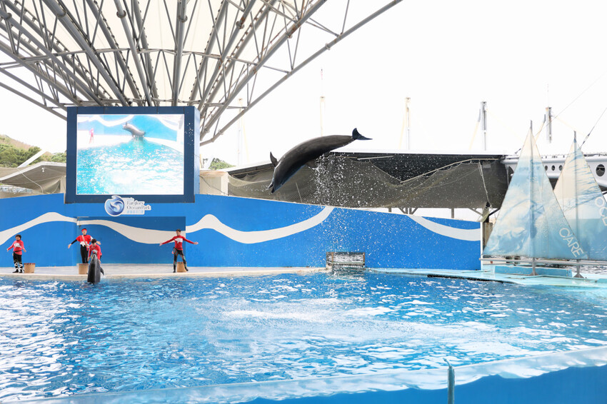 花蓮遠雄海洋公園親親海洋夜未眠 近距離與海豚海獅親近,夜探水族館,與魚共眠超好玩親子行程推薦! - 奇奇一起玩樂趣