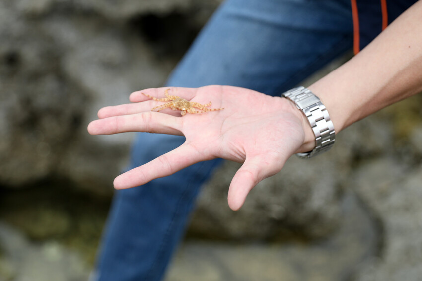 屏東親子旅遊推薦! 夜宿海生館 與魚兒共眠 住宿屏東海生館,後場飼育體驗+夜間探索+潮間帶生態觀察 - 奇奇一起玩樂趣