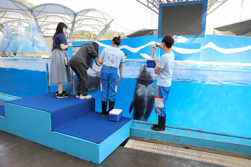 花蓮遠雄海洋公園親親海洋夜未眠 近距離與海豚海獅親近,夜探水族館,與魚共眠超好玩親子行程推薦! - 奇奇一起玩樂趣