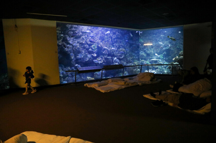 屏東親子旅遊推薦! 夜宿海生館 與魚兒共眠 住宿屏東海生館,後場飼育體驗+夜間探索+潮間帶生態觀察 - 奇奇一起玩樂趣