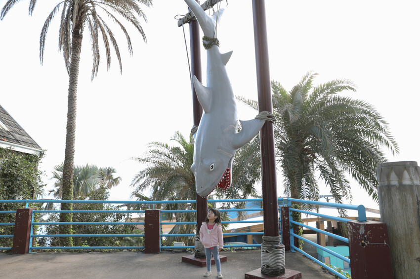 花蓮遠雄海洋公園親親海洋夜未眠 近距離與海豚海獅親近,夜探水族館,與魚共眠超好玩親子行程推薦! - 奇奇一起玩樂趣