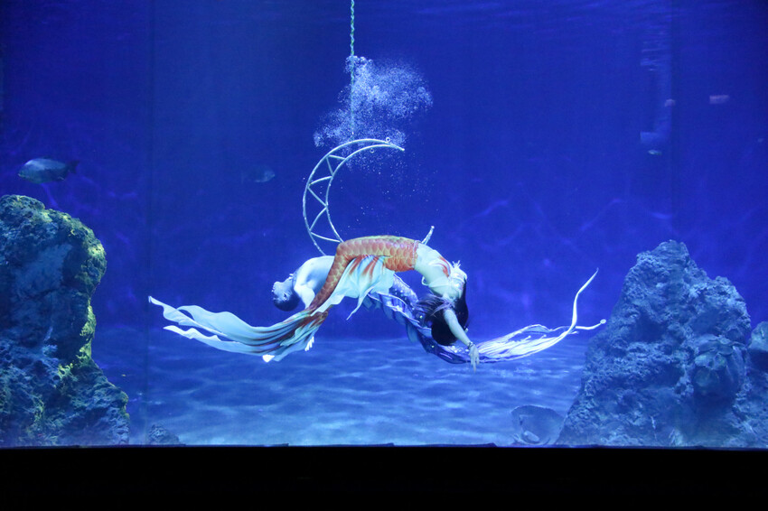 花蓮遠雄海洋公園親親海洋夜未眠 近距離與海豚海獅親近,夜探水族館,與魚共眠超好玩親子行程推薦! - 奇奇一起玩樂趣