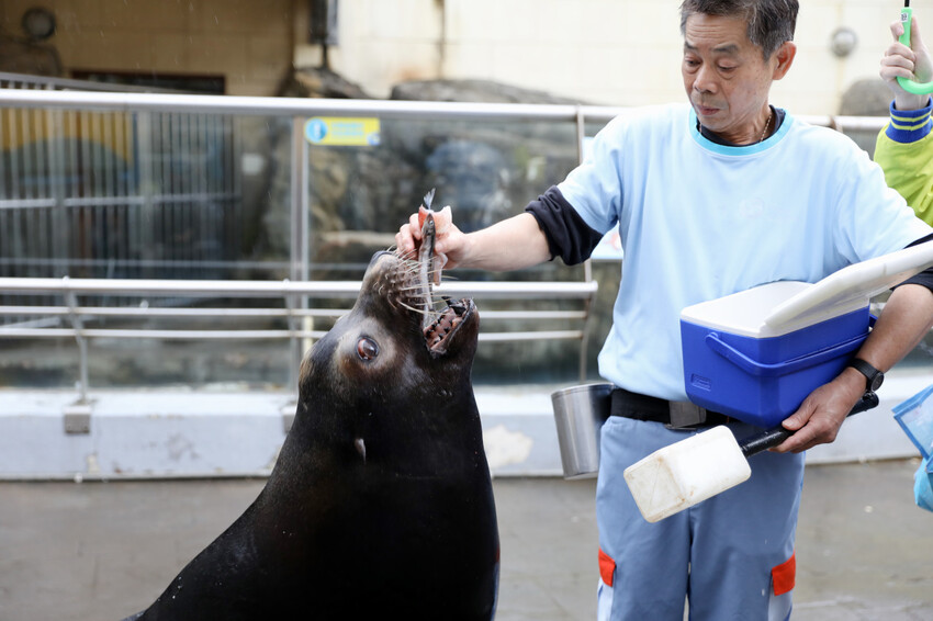 花蓮遠雄海洋公園親親海洋夜未眠 近距離與海豚海獅親近,夜探水族館,與魚共眠超好玩親子行程推薦! - 奇奇一起玩樂趣