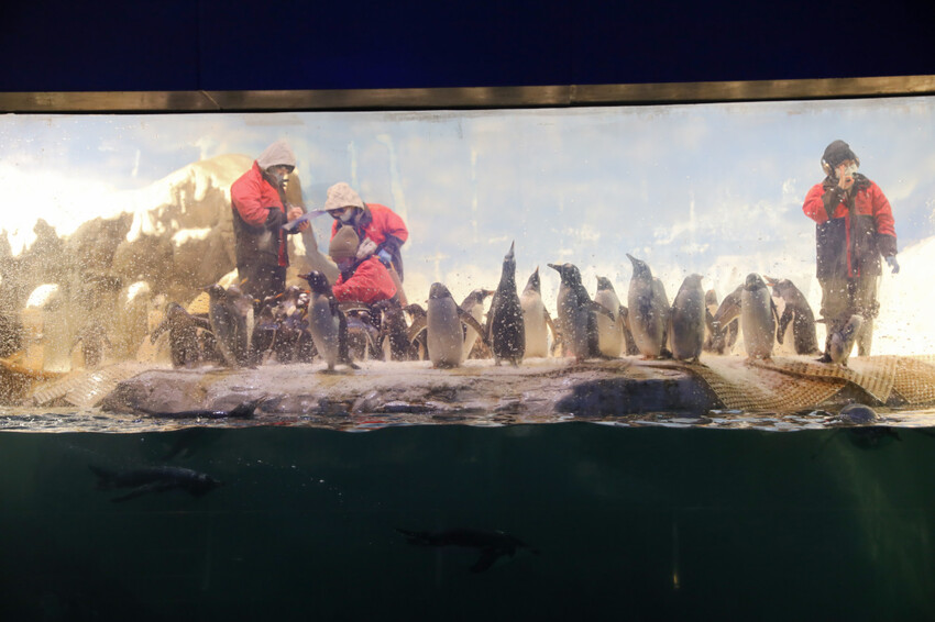 屏東親子旅遊推薦! 夜宿海生館 與魚兒共眠 住宿屏東海生館,後場飼育體驗+夜間探索+潮間帶生態觀察 - 奇奇一起玩樂趣