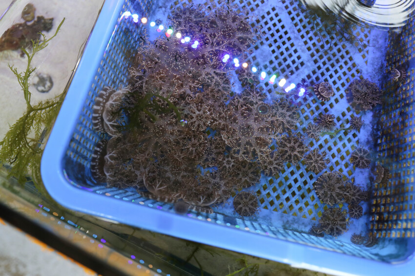 花蓮遠雄海洋公園親親海洋夜未眠 近距離與海豚海獅親近,夜探水族館,與魚共眠超好玩親子行程推薦! - 奇奇一起玩樂趣