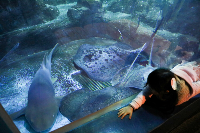 花蓮遠雄海洋公園親親海洋夜未眠 近距離與海豚海獅親近,夜探水族館,與魚共眠超好玩親子行程推薦! - 奇奇一起玩樂趣