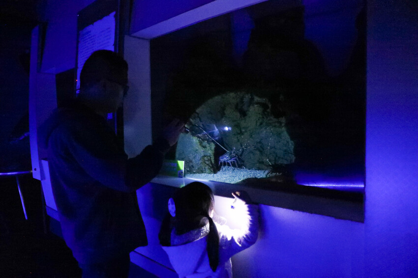 花蓮遠雄海洋公園親親海洋夜未眠 近距離與海豚海獅親近,夜探水族館,與魚共眠超好玩親子行程推薦! - 奇奇一起玩樂趣