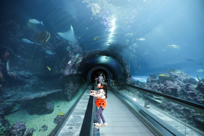 屏東親子旅遊推薦! 夜宿海生館 與魚兒共眠 住宿屏東海生館,後場飼育體驗+夜間探索+潮間帶生態觀察 - 奇奇一起玩樂趣
