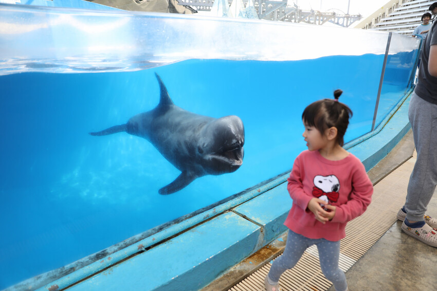 花蓮遠雄海洋公園親親海洋夜未眠 近距離與海豚海獅親近,夜探水族館,與魚共眠超好玩親子行程推薦! - 奇奇一起玩樂趣