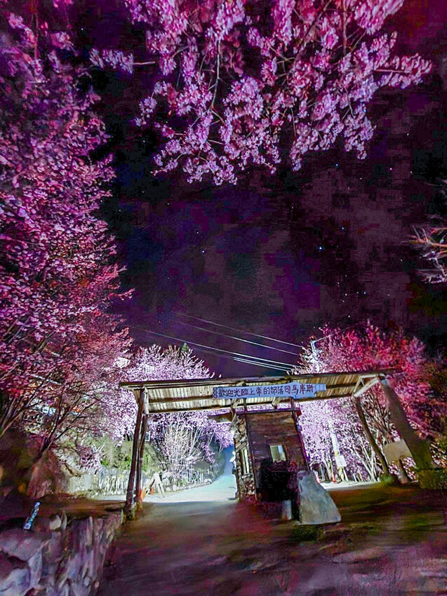 2025司馬庫斯櫻花季訂房超難搶!司馬庫斯住宿、櫻花季攻略看這篇!