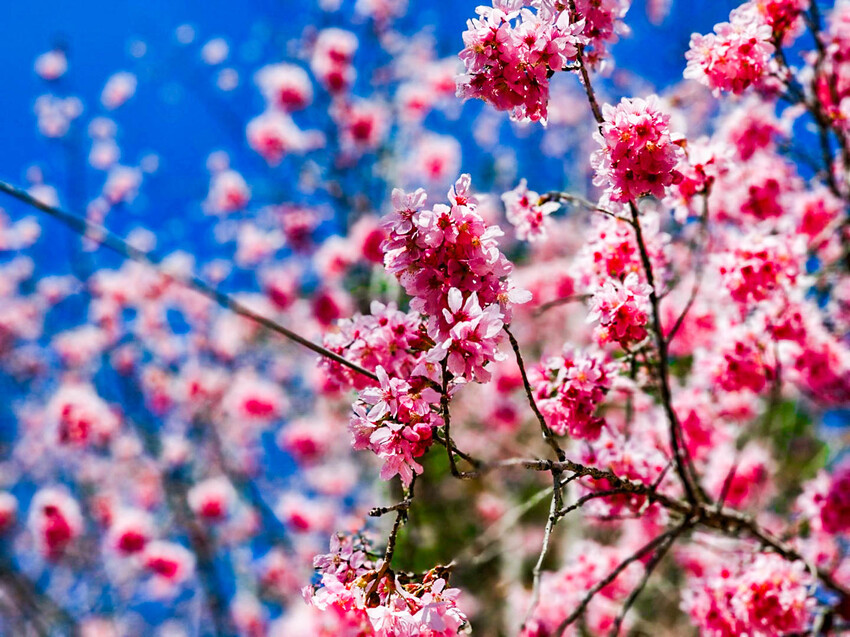 2025司馬庫斯櫻花季訂房超難搶!司馬庫斯住宿、櫻花季攻略看這篇!