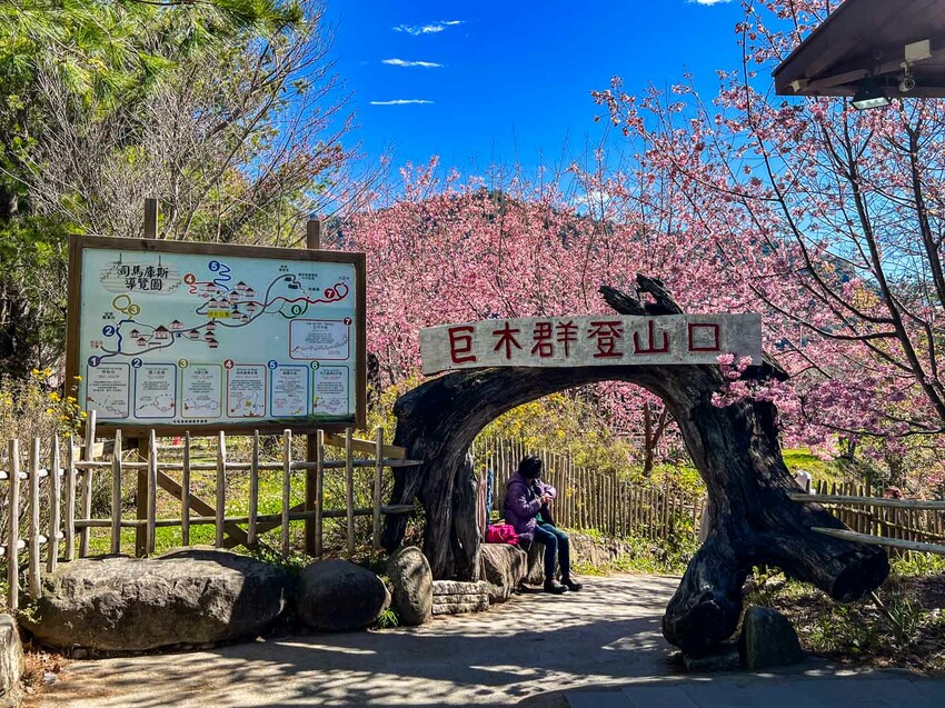 2025司馬庫斯櫻花季訂房超難搶!司馬庫斯住宿、櫻花季攻略看這篇!