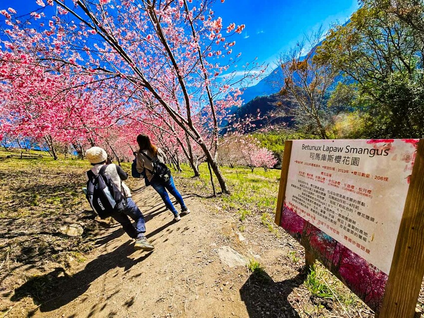 2025司馬庫斯櫻花季訂房超難搶!司馬庫斯住宿、櫻花季攻略看這篇!