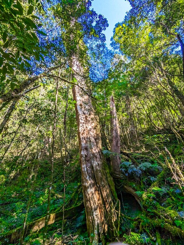2025司馬庫斯櫻花季訂房超難搶!司馬庫斯住宿、櫻花季攻略看這篇!