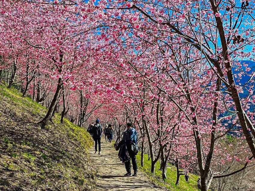 2025司馬庫斯櫻花季訂房超難搶!司馬庫斯住宿、櫻花季攻略看這篇!