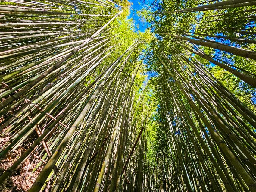 2025司馬庫斯櫻花季訂房超難搶!司馬庫斯住宿、櫻花季攻略看這篇!