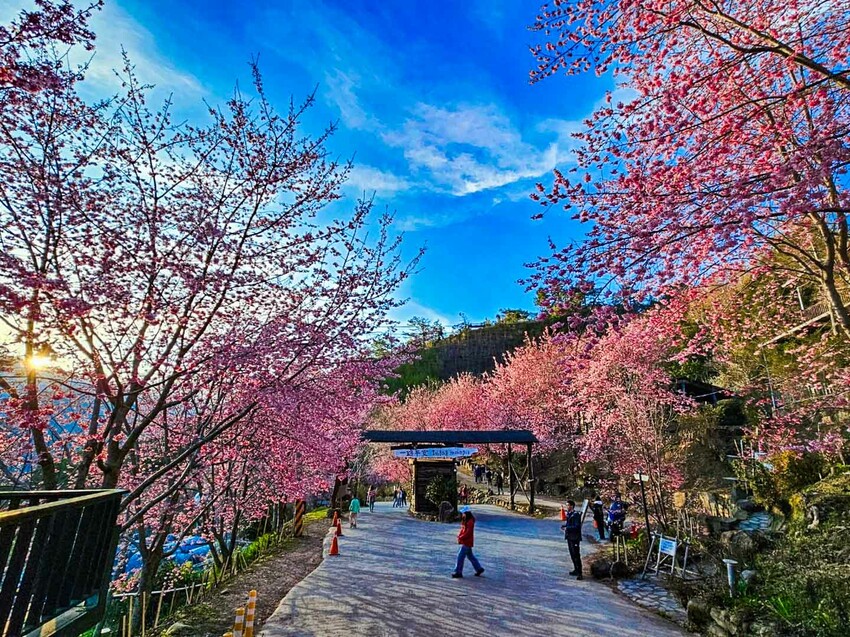 2025司馬庫斯櫻花季訂房超難搶!司馬庫斯住宿、櫻花季攻略看這篇!