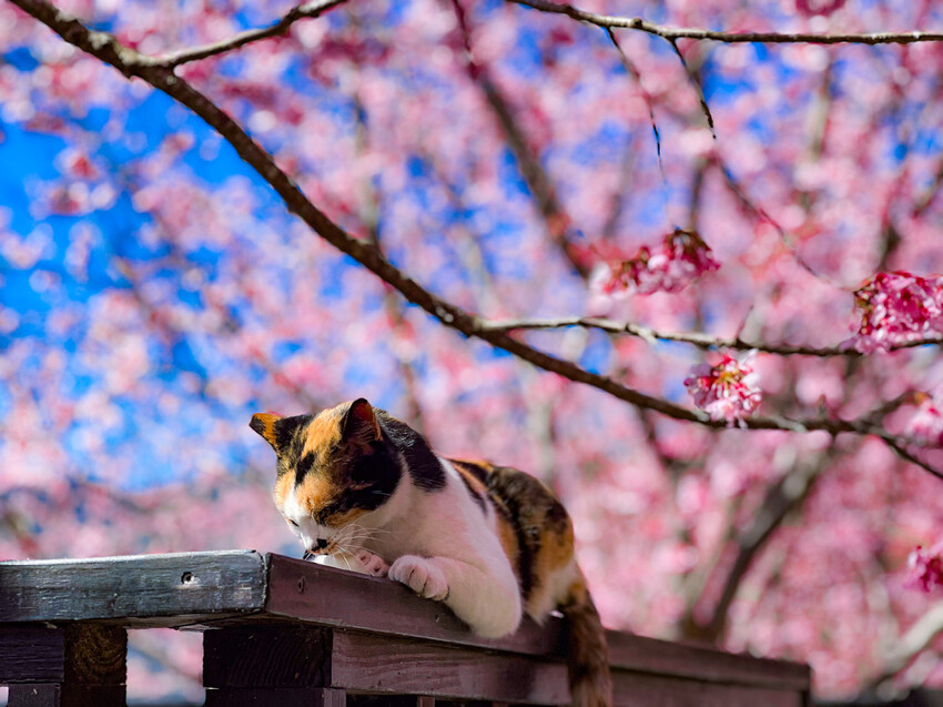 2025司馬庫斯櫻花季訂房超難搶!司馬庫斯住宿、櫻花季攻略看這篇!