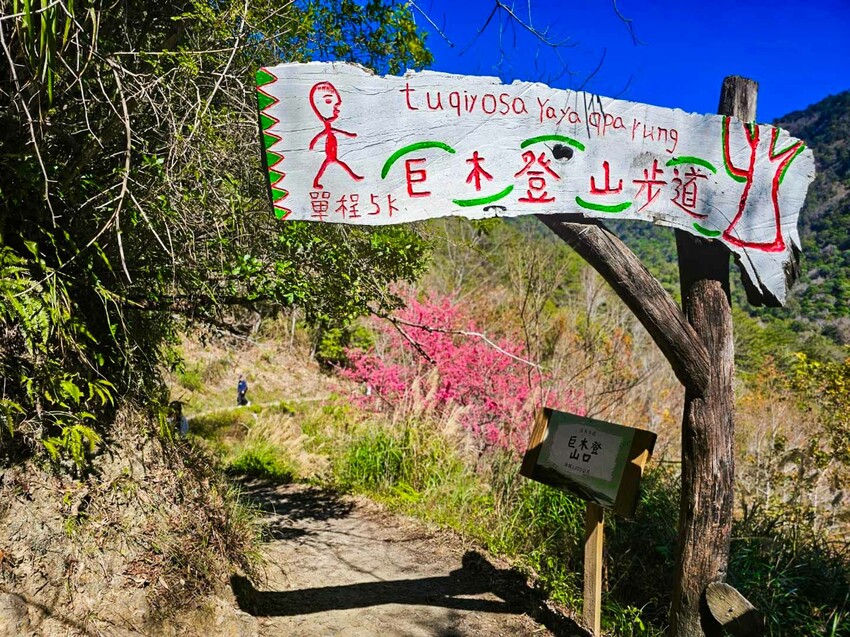 2025司馬庫斯櫻花季訂房超難搶!司馬庫斯住宿、櫻花季攻略看這篇!