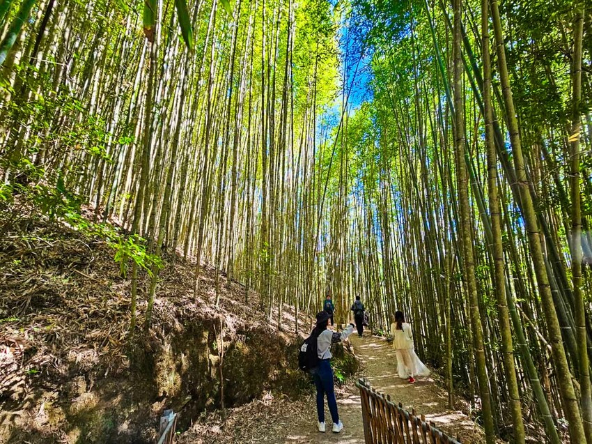 2025司馬庫斯櫻花季訂房超難搶!司馬庫斯住宿、櫻花季攻略看這篇!