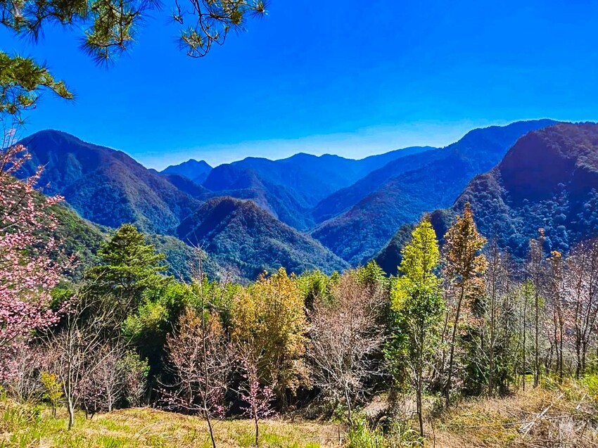 2025司馬庫斯櫻花季訂房超難搶!司馬庫斯住宿、櫻花季攻略看這篇!