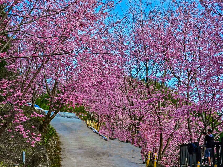 2025司馬庫斯櫻花季訂房超難搶!司馬庫斯住宿、櫻花季攻略看這篇!