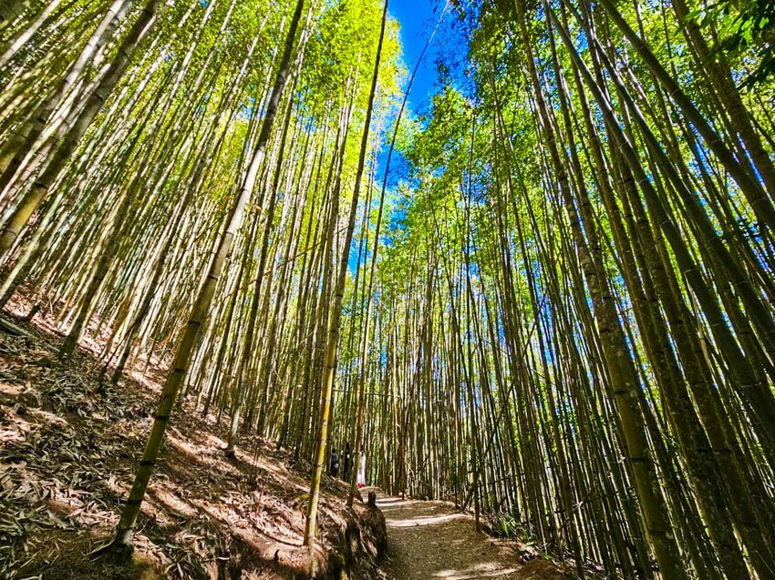 2025司馬庫斯櫻花季訂房超難搶!司馬庫斯住宿、櫻花季攻略看這篇!