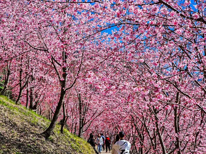 2025司馬庫斯櫻花季訂房超難搶!司馬庫斯住宿、櫻花季攻略看這篇!