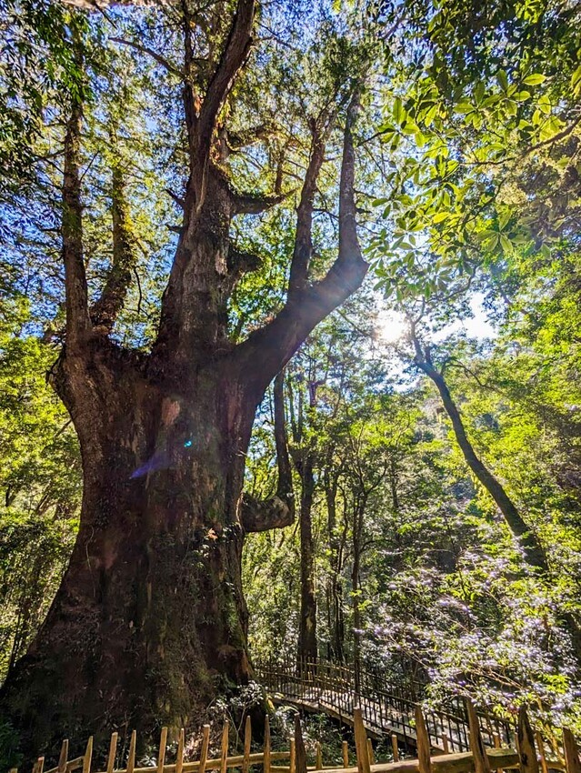 2025司馬庫斯櫻花季訂房超難搶!司馬庫斯住宿、櫻花季攻略看這篇!