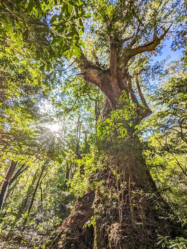 2025司馬庫斯櫻花季訂房超難搶!司馬庫斯住宿、櫻花季攻略看這篇!