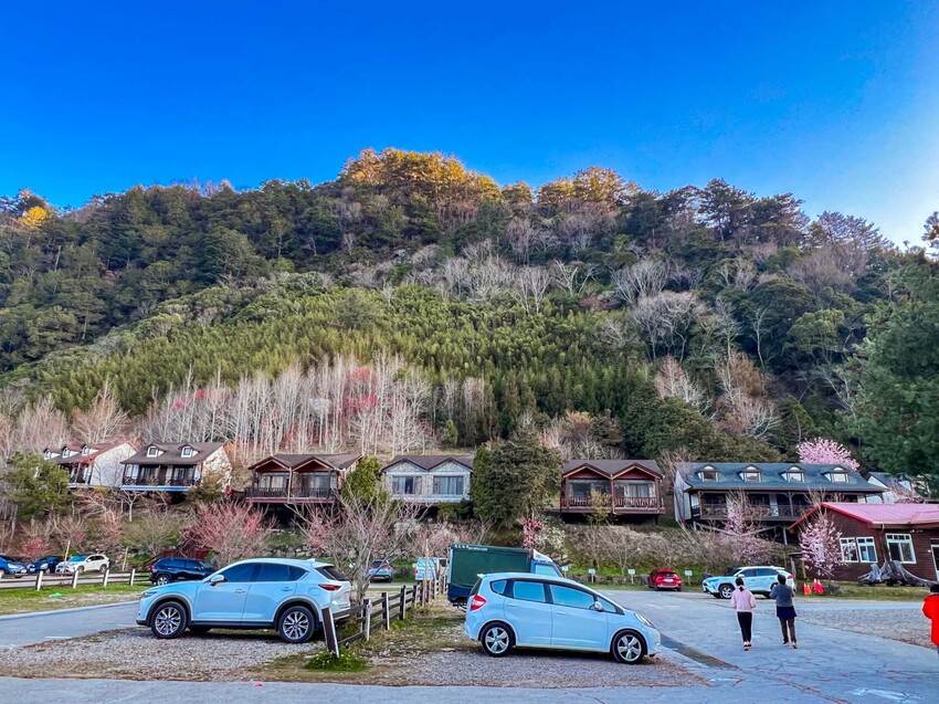 2025司馬庫斯櫻花季訂房超難搶!司馬庫斯住宿、櫻花季攻略看這篇!