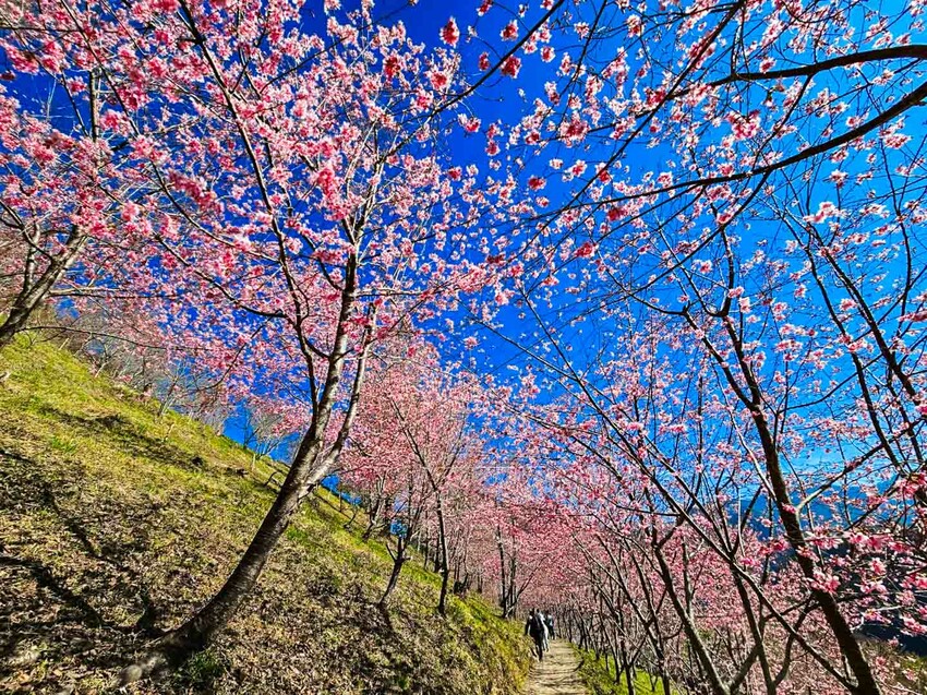 2025司馬庫斯櫻花季訂房超難搶!司馬庫斯住宿、櫻花季攻略看這篇!