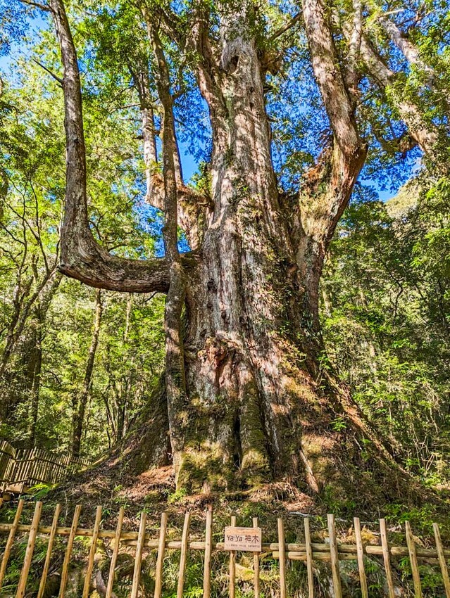 2025司馬庫斯櫻花季訂房超難搶!司馬庫斯住宿、櫻花季攻略看這篇!
