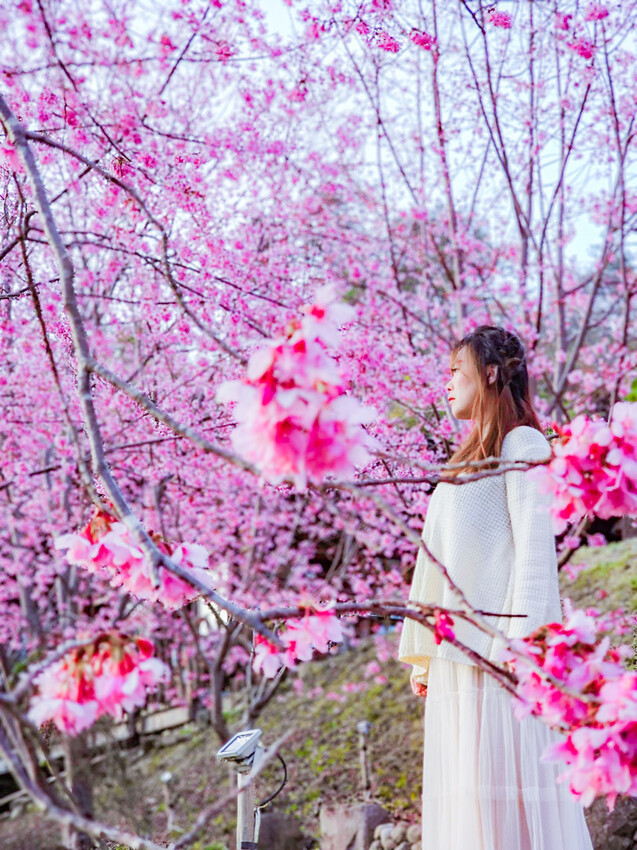 2025司馬庫斯櫻花季訂房超難搶!司馬庫斯住宿、櫻花季攻略看這篇!